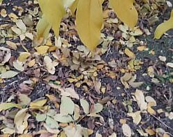 Romantic lesbian girls sex tube