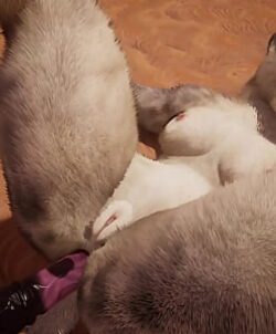 ヒミツ ピークロープ 長さ